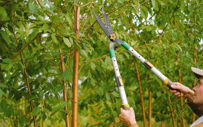 Tree trimming in Mount Sterling, WI