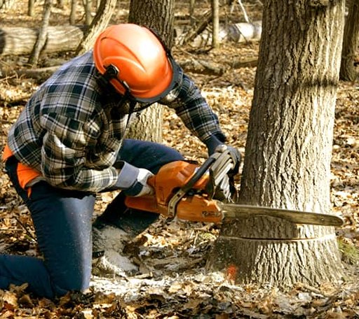 Tree Removal in Mount Sterling, WI